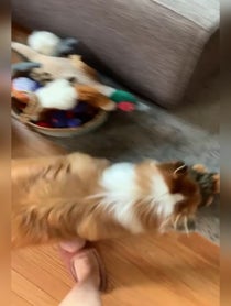 Poster for Birthday video from Hudson The Fluffy Corgi