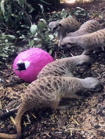 Poster for Valentine's Day video from Meerkat Mob - Adelaide Zoo