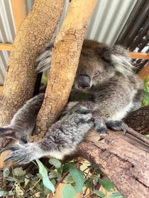 Poster for Other video from Sophie & Louise Koalas