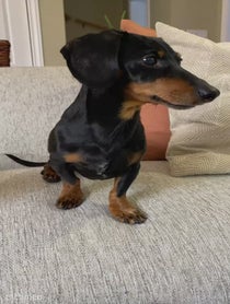 Poster for Intro video video from Crusoe the Dachshund