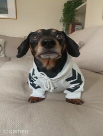 Poster for Intro video video from Bruno The Mini Dachshund