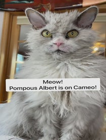 Poster for Intro video video from Pompous Albert