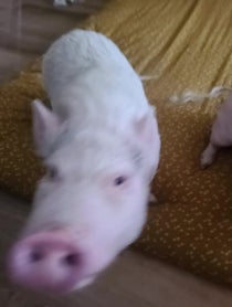 Poster for Pep Talk video from Paris The Mini Pig