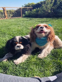 Poster for Other video from Darcy and Daisy