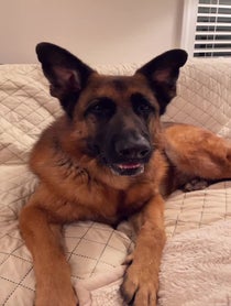 Poster for Pep Talk video from Theo the GSD