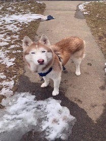 Poster for Other video from Hershey Husky