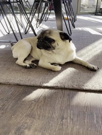 Poster for Birthday video from Arch the Pug
