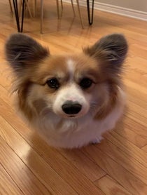 Poster for Birthday video from Hudson The Fluffy Corgi