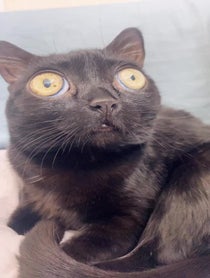 Poster for Birthday video from BigfootJinx