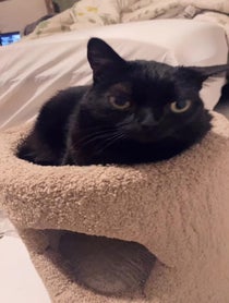 Poster for Birthday video from BigfootJinx