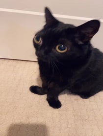 Poster for Birthday video from BigfootJinx