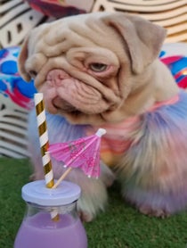 Poster for Birthday video from Milkshake The Pug