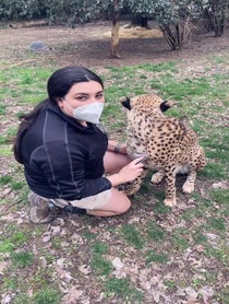 Poster for Other video from Cincinnati Zoo Cheetahs