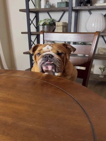 Poster for Birthday video from Dude the Bulldog