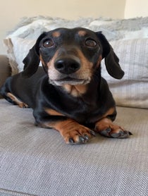 Poster for Other video from Bruno The Mini Dachshund