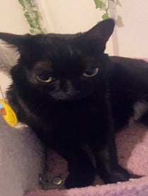 Poster for Gift video from BigfootJinx