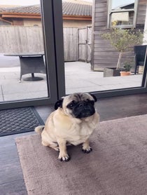 Poster for Birthday video from Arch the Pug