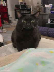 Poster for Intro video video from Manny Halloween Cat