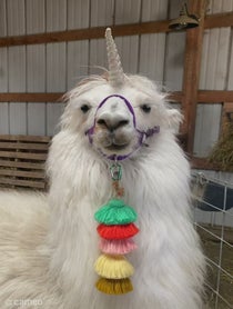 Poster for Intro video video from Prairie Patch Farm Llamas
