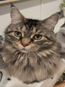 Poster for Intro video video from Leo the Maine Coon