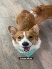 Poster for Birthday video from Harold & Harley the Corgis