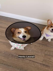 Poster for Birthday video from Harold & Harley the Corgis