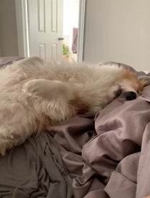 Poster for Pep Talk video from Hudson The Fluffy Corgi