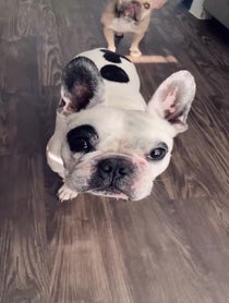 Poster for Mother's Day video from Walter Geoffrey