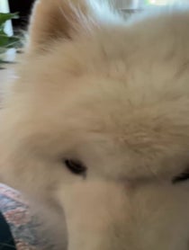 Poster for Pep Talk video from Ryder The Samoyed