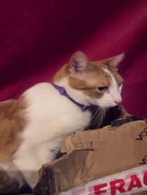 Poster for Other video from Street cat bob