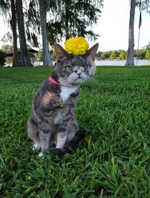 Poster for Other video from Willow The Beautiful Cat