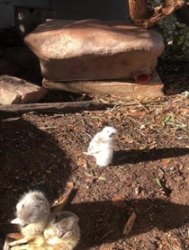 Poster for Mother's Day video from Meerkat Mob - Adelaide Zoo