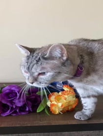 Poster for Gift video from Nala Cat