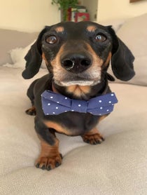 Poster for Mother's Day video from Bruno The Mini Dachshund