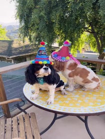 Poster for Birthday video from Darcy and Daisy