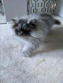 Poster for Birthday video from Juno The Angry Cat