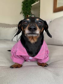 Poster for Birthday video from Bruno The Mini Dachshund