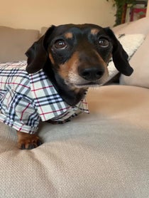 Poster for Birthday video from Bruno The Mini Dachshund