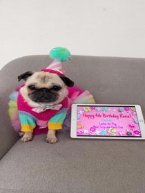 Poster for Birthday video from Loulou The Pug