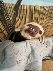 Poster for Birthday video from Dunkin the Two Toed Sloth