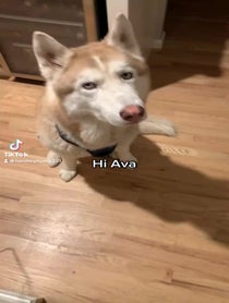 Poster for Other video from Hershey Husky