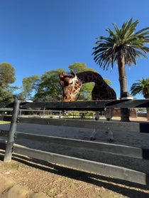 Poster for Birthday video from Giant Giraffe