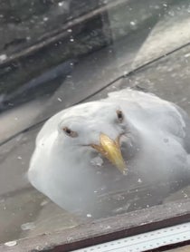 Poster for Birthday video from Steven the seagull