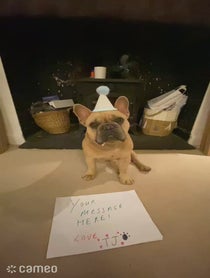 Poster for Intro video video from TJ the Frenchie