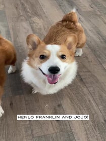 Poster for Other video from Harold & Harley the Corgis