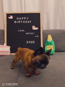 Poster for Intro video video from Dottie the Dwarf