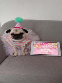 Poster for Birthday video from Loulou The Pug