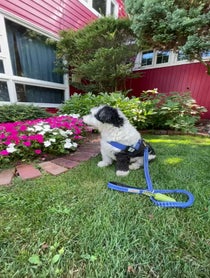Poster for Pep Talk video from Bear The Sheepadoodle