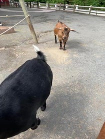 Poster for Birthday video from Goats