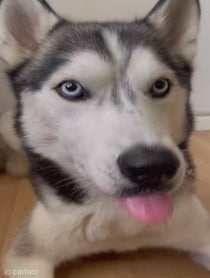 Poster for Intro video video from The Husky Moon